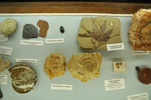 Museo dei Fossili e delle ambre