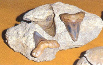 Museo dei Fossili 'Munier - Chalmas et de Lapparent'