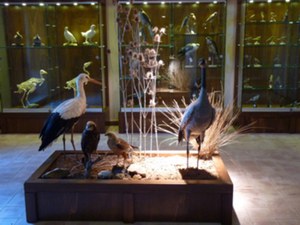 Museo della Fauna del Parco dei Nebrodi