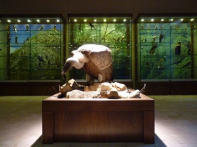 Museo della Fauna del Parco dei Nebrodi