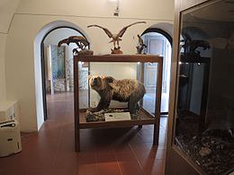 Museo dell'orso