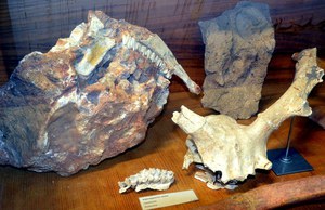 Museo di Geologia e Paleontologia "Domenico Lovisato"