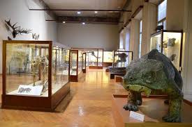 Museo di paleontologia e preistoria "Piero Leonardi"