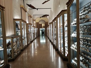 Museo di Paletnologia "Gaetano Chierici"