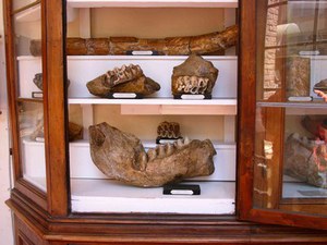 Museo di Storia Naturale dell'Accademia dei Fisiocritici - Sezione Geologica