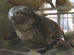 Museo di storia naturale dell'Università di Parma