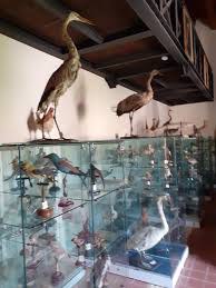 Museo Ornitologico Barone  Mendola