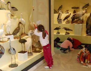 Museo Ornitologico