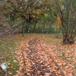 Orto Botanico Centro Ricerche Marche