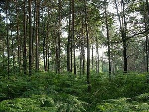 Parco della Pineta di Appiano Gentile e Tradate