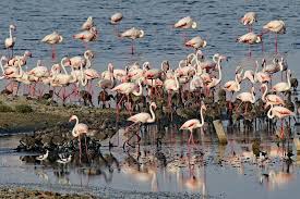 Parco Naturale Regionale Molentargius Saline