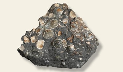 Sentiero paleontologico Stavoli Lunas