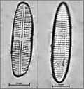 Achnanthes brevipes Agardh, 1824