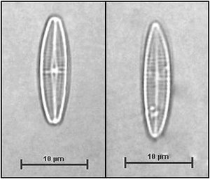 Achnanthidium pyrenaicum (Hustedt) Kobayashi