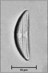 Amphora copulata (Kutzing) Schoeman & Archibald, 1986