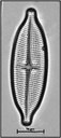 Aneumastus tuscula Ehrenberg, Mann & Stickle in Round et al., 1990