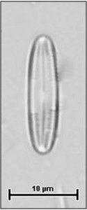 Caloneis bacillum (Grunow) Cleve, 1894