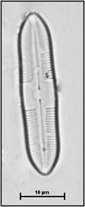 Caloneis silicula (Ehrenberg) Cleve, 1894