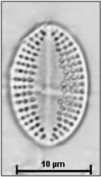 Cocconeis neodiminuta Krammer, 1991