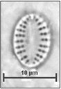 Cocconeis pseudothumensis Reichardt, 1982