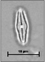 Diadesmis perpusilla (Grunow) Mann in Round, Crawford & Mann, 1990