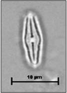 Diadesmis perpusilla (Grunow) Mann in Round, Crawford & Mann, 1990