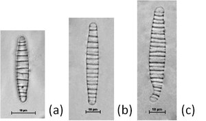 Diatoma moniliformis  Kützing, 1833