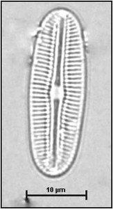 Diploneis boldtiana Cleve, 1891