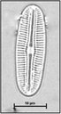 Diploneis boldtiana Cleve, 1891