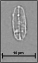 Fistulifera pelliculosa (Brébisson ex Kützing) Lange-Bertalot, 1997