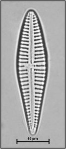 Gomphonema acuminatum Ehrenberg, 1832