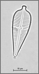 Gomphonema affine Kützing, 1844
