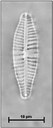 Gomphonema elegantissimum (Grunow) Reichardt & Lange-Bertalot, 1991