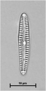 Gomphonema parvulum (Kützing) Kützing, 1849