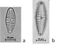 Gomphonema subclavatum (Grunow) Grunow, 1885