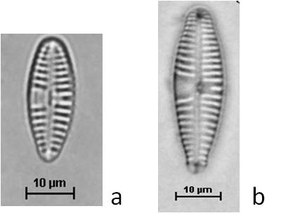 Gomphonema subclavatum (Grunow) Grunow, 1885