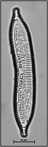 Hannaea arcus (Ehrenberg) Patrick in Patrick & Reimer, 1966