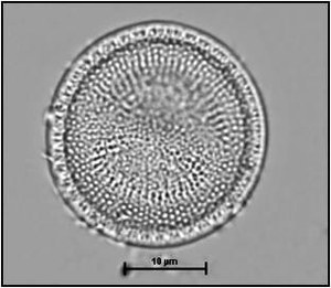 Thalassiosira visurgis Hustedt, 1957