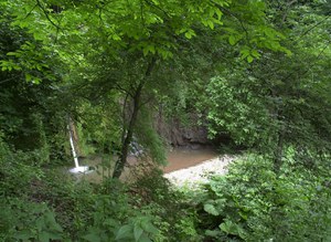 Giornata internazionale delle foreste 