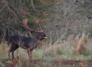 Giornata mondiale della fauna selvatica