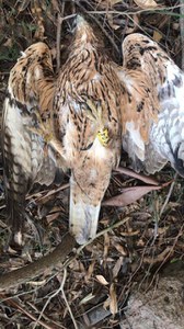 Bracconieri uccidono una delle prime aquile di Bonelli reintrodotte in Sardegna