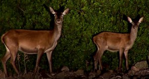 L'ambiente insegna. ISPRA ripropone i suoi migliori documentari 