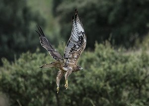 Aquila day: un giorno dedicato alla “Bonelli”