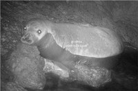 Cucciolo di Foca Monaca sulle coste leccesi