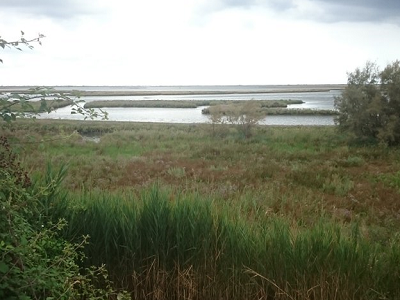 Laguna di Venezia: adesso non è più mare. Ripristinato l’habitat naturale