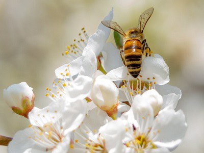 Rapporto IPBES biodiversità: 500 mila “Dead species walking” non ancora estinte ma a rischio