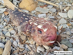 Ritrovato sulla costa laziale un pesce istrice tropicale