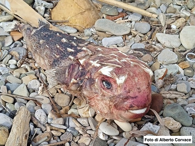 Ritrovato sulla costa laziale un pesce istrice tropicale