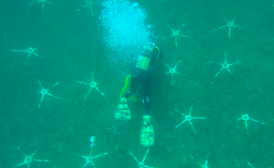 L’importanza della riforestazione delle praterie di Posidonia