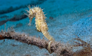 Spiaggia ecologica e Citizen Science